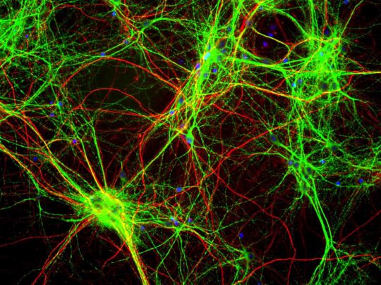 Neurons