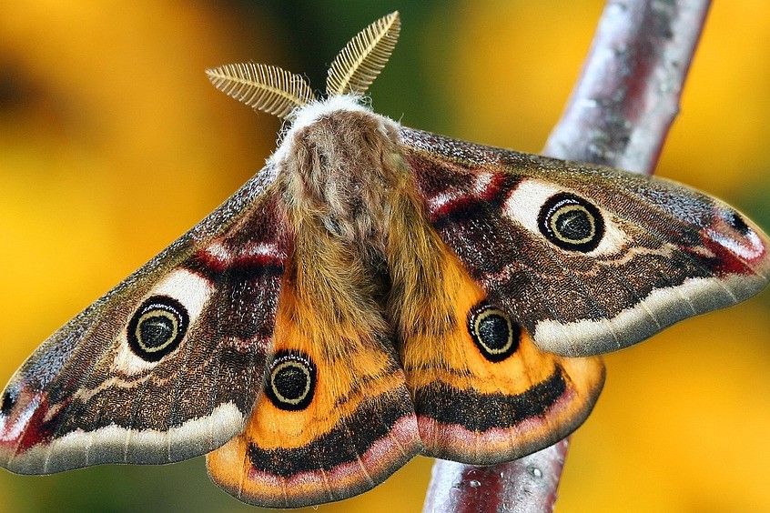 moth