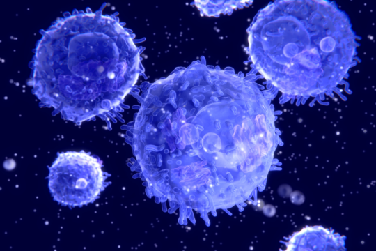 T cells