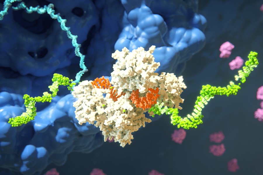 Alnylam Pharmaceuticals is translating the promise of RNA interference (RNAi) research into a new class of powerful, gene-based therapies. In this rendering, the green strand is the targeted mRNA, and the white object is the RNA-induced silencing complex (RISC) that can prevent the expression of the target mRNA’s proteins. The orange strand is RNAi.