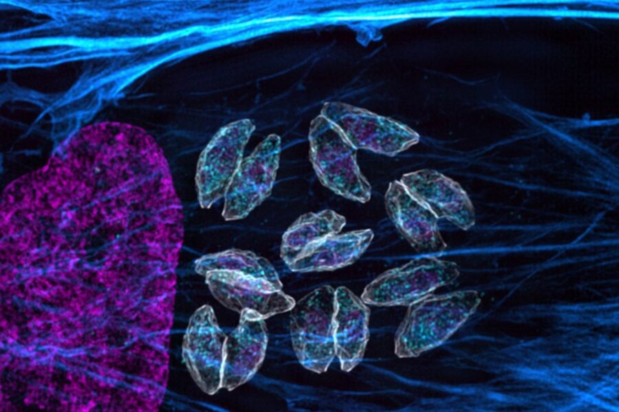 Toxoplasma gondii parasites infecting a host cell. The purple is the host cell's and parasites' nucleii, the white shows the periphery of the parasites, and the blue is the host cell's "skeleton" made of a protein called actin.