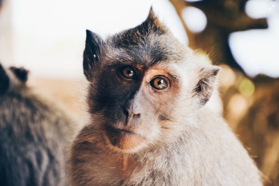 monkey