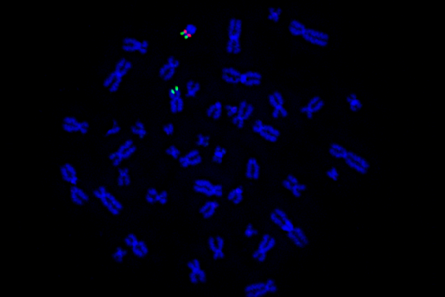 A probe hybridizing to the PAR (green) on the human X and Y (Y centromere in red) in a mitotic metaphase cell.