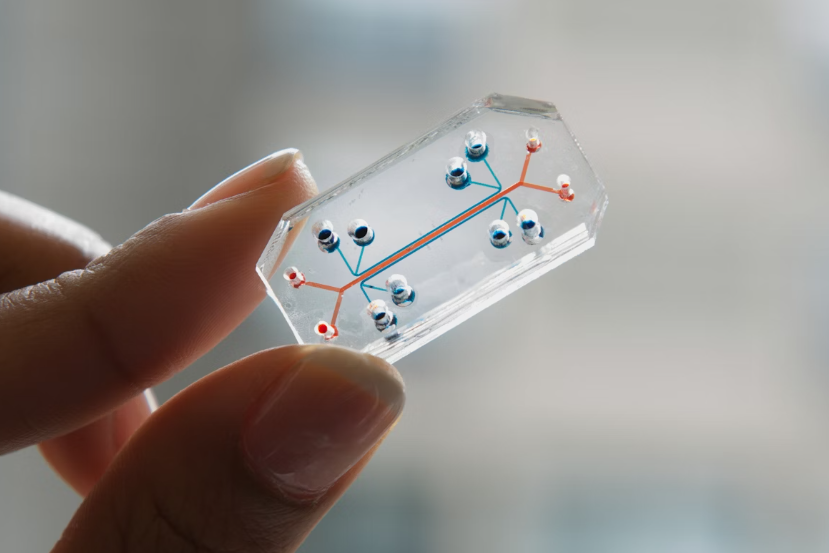 organ chip