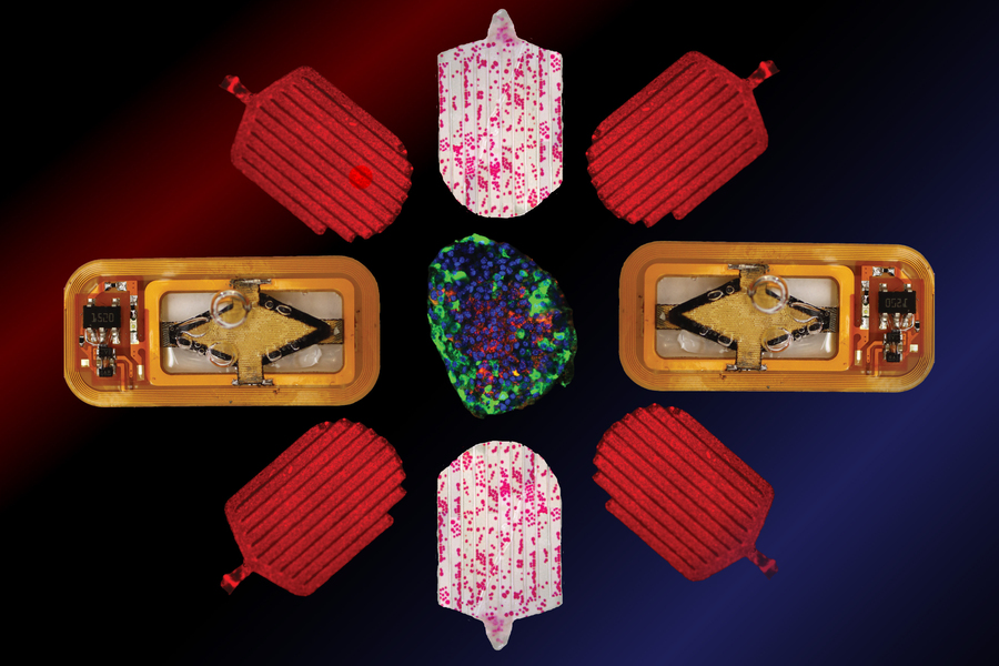 implantable device that contains insulin-producing cells