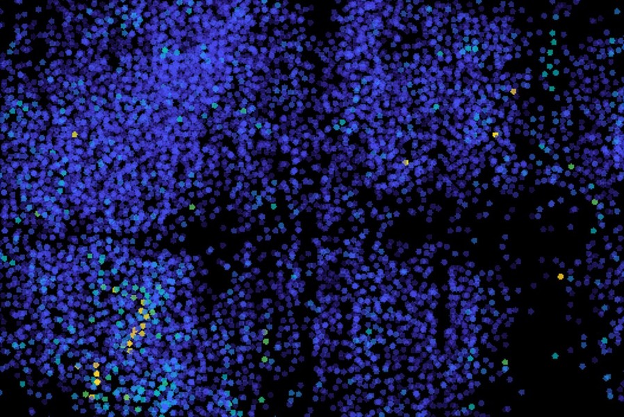 MIT researchers have developed a method for imaging neuron activity in the zebrafish brain. Each colored spot (green and yellow) represents an active neuron.